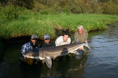 Sturgeon1.jpg
