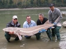 Sturgeon2.jpg