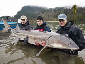 Sturgeon5.jpg