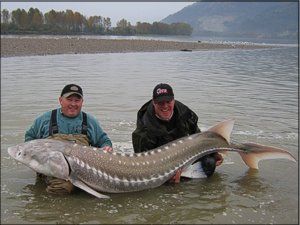 Sturgeon6.jpg
