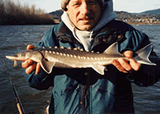 Sturgeon7.gif