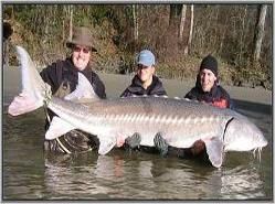 Sturgeon8.jpg