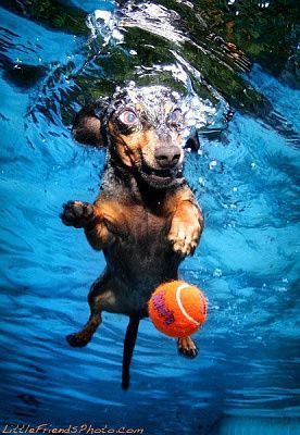 underwater-photos-dogs-seth-casteel-1.jpg