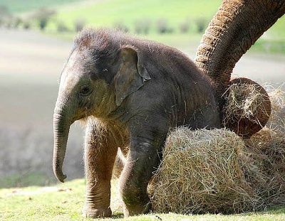 adorable-baby-elephant-7.jpg