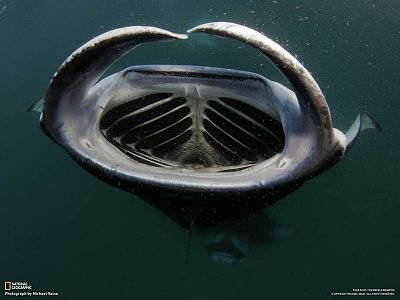 manta-ray-feeding-mouth-wide-open-maldives.jpg