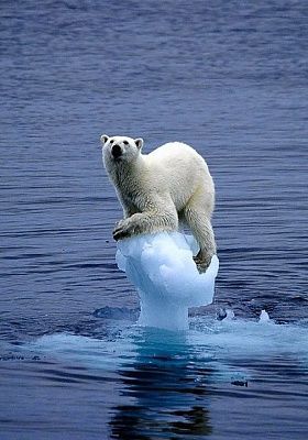 polar-bear-carla-lombardo-ehrlich.jpg