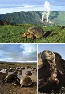 tortoises_1.jpg