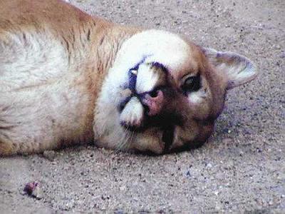 Name:  cougar.jpg
Views: 726
Size:  28.0 KB