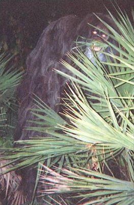 myakka_skunk_ape_1.jpg