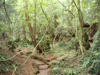 woods2.JPG