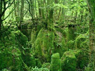 PuzzleWood2.jpg