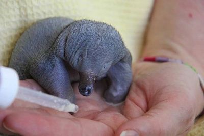 spineless-echidna-007.jpg