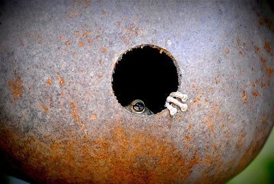 frog.jpg
