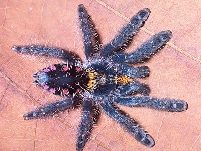 colorful-new-tarantula-species-found-blue_60882_600x450.jpg