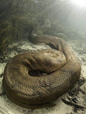 anaconda.jpg