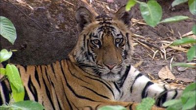 big-cats-last-man-eater-killer-tigers-india.jpg