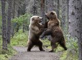 bears_fight_over_fish_004.jpg