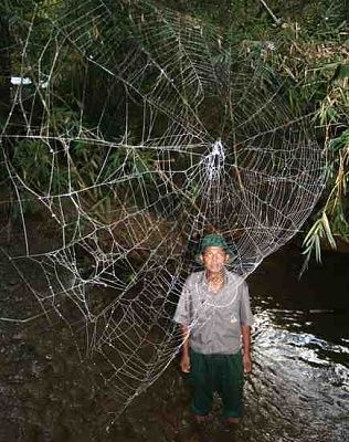 huge-spider-webs-kid_26176_600x450.jpg