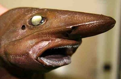 greenland-fish-new-shark-catshark_19302_600x450.jpg