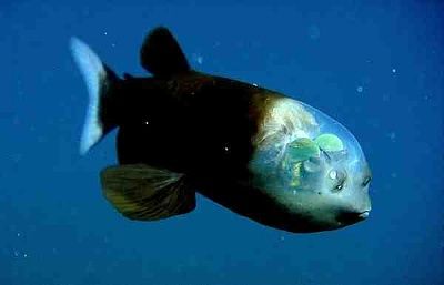 fish-transparent-head-barreleye_10442_600x450.jpg