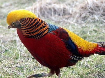 colorful-20creatures-20of-20flight-20-281-29.jpg