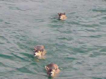 deer_rescue_alaska_003.jpg