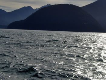 deer_rescue_alaska_001.jpg