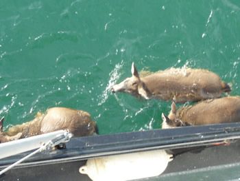 deer_rescue_alaska_005.jpg