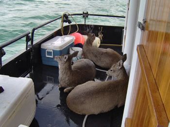 deer_rescue_alaska_007.jpg