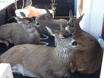 deer_rescue_alaska_009.jpg