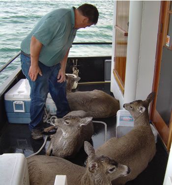 deer_rescue_alaska_011.jpg