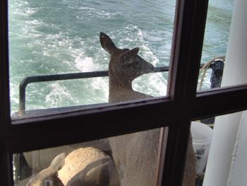 deer_rescue_alaska_013.jpg