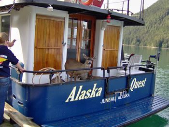 deer_rescue_alaska_017.jpg