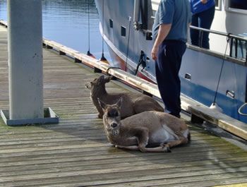 deer_rescue_alaska_019.jpg