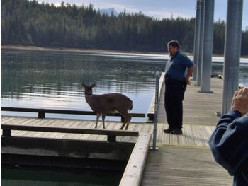 deer_rescue_alaska_021.jpg