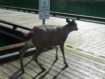 deer_rescue_alaska_023.jpg