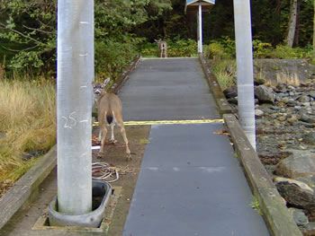 deer_rescue_alaska_027.jpg