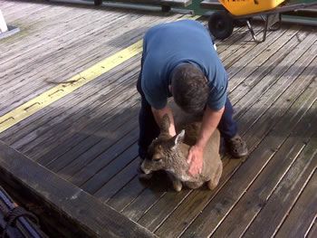 deer_rescue_alaska_029.jpg