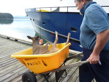deer_rescue_alaska_031.jpg