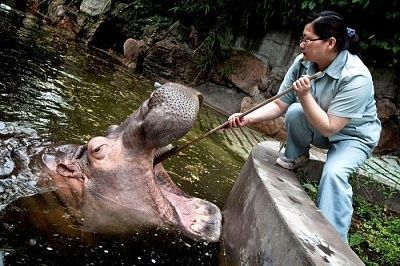 hippo_toothbrush_001.jpg