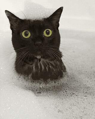 cat.png