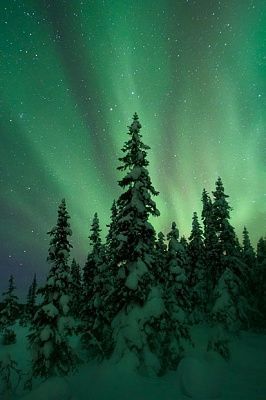 aurora_trees_snow_2427837k.jpg