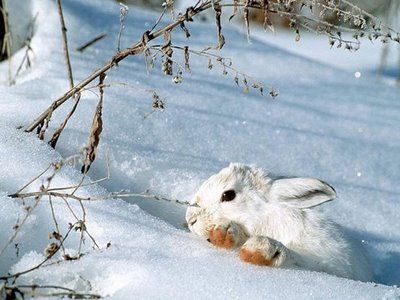 rabbit-snow.jpg