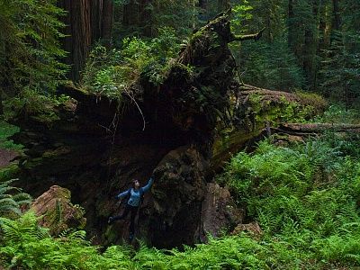 inside-fallen-redwood-tree-avenue-giants-california.jpg
