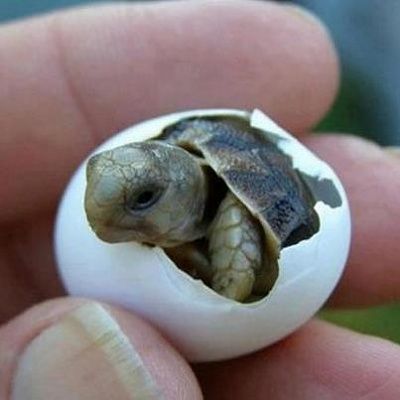 turtle.jpg