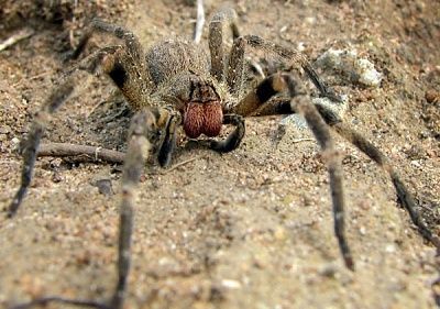 wandering_spider.jpg
