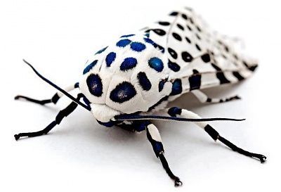 moth.jpg