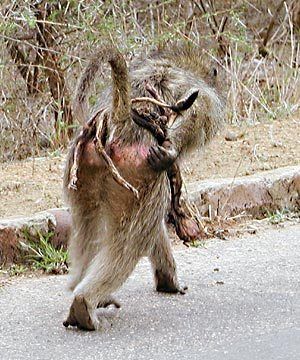 Name:  babmother4.jpg
Views: 2483
Size:  42.1 KB