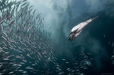 gannet-bird-dive-hunting-sardine-bait-ball-south-africa-coast-alexander-safonov-2.jpg