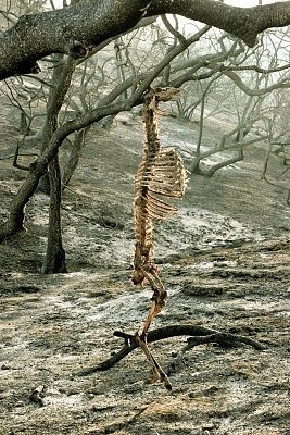 poor-deer.jpg